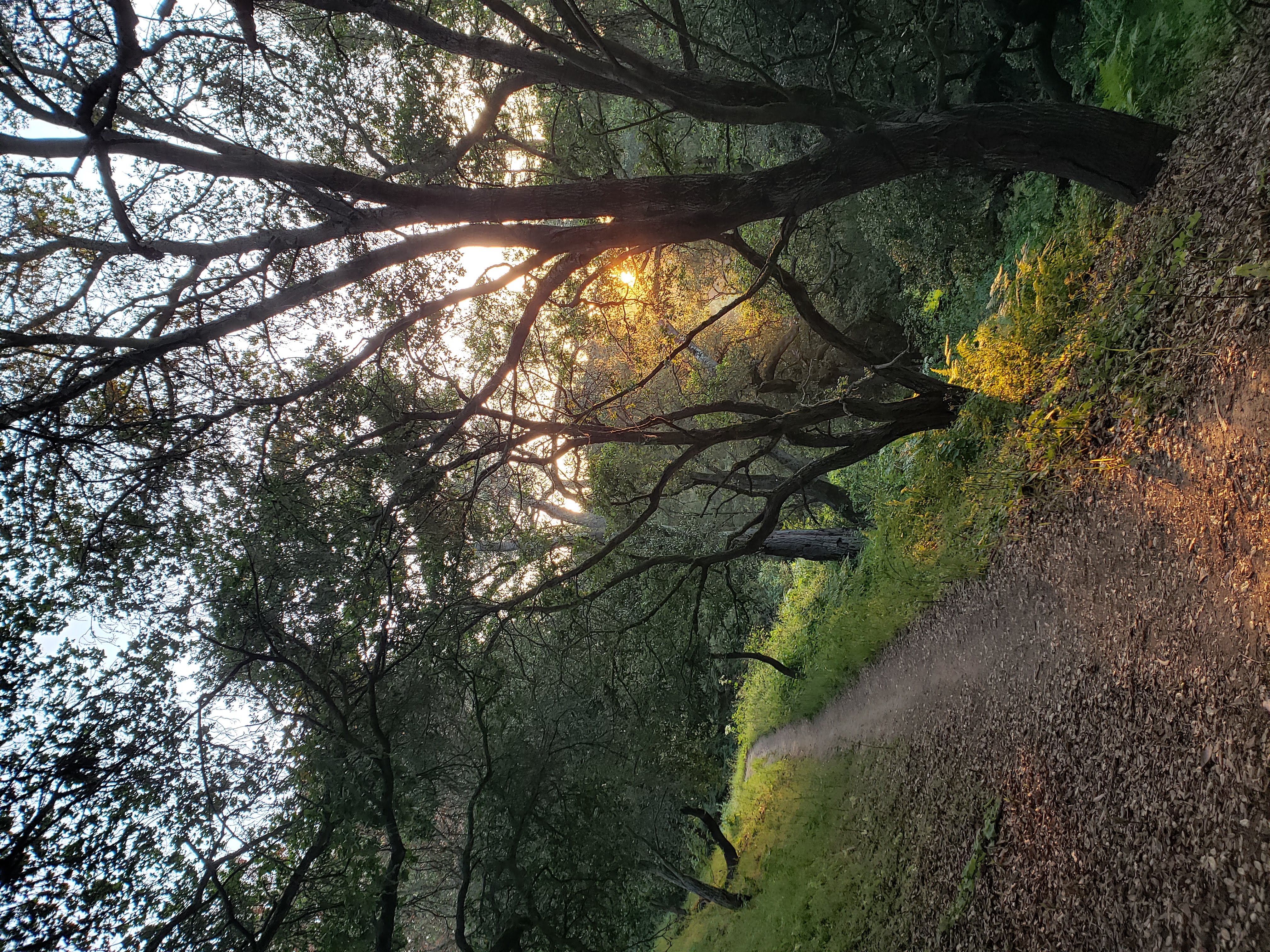Selby trail in Tilden at sunset